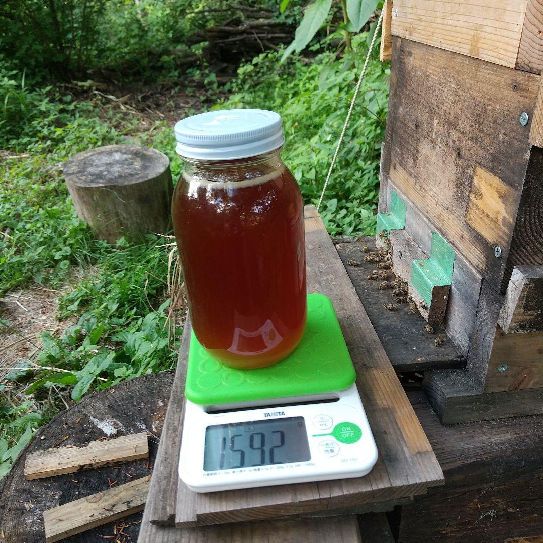 ハッチ 日本蜜蜂 ハチミツ 1160g 2本セット八ヶ岳西麓1250m