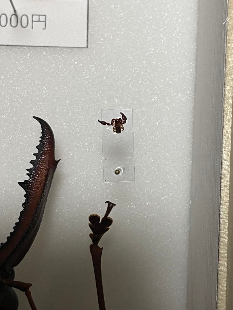 オオキバウスバカミキリ　標本　特大カニムシ付き
