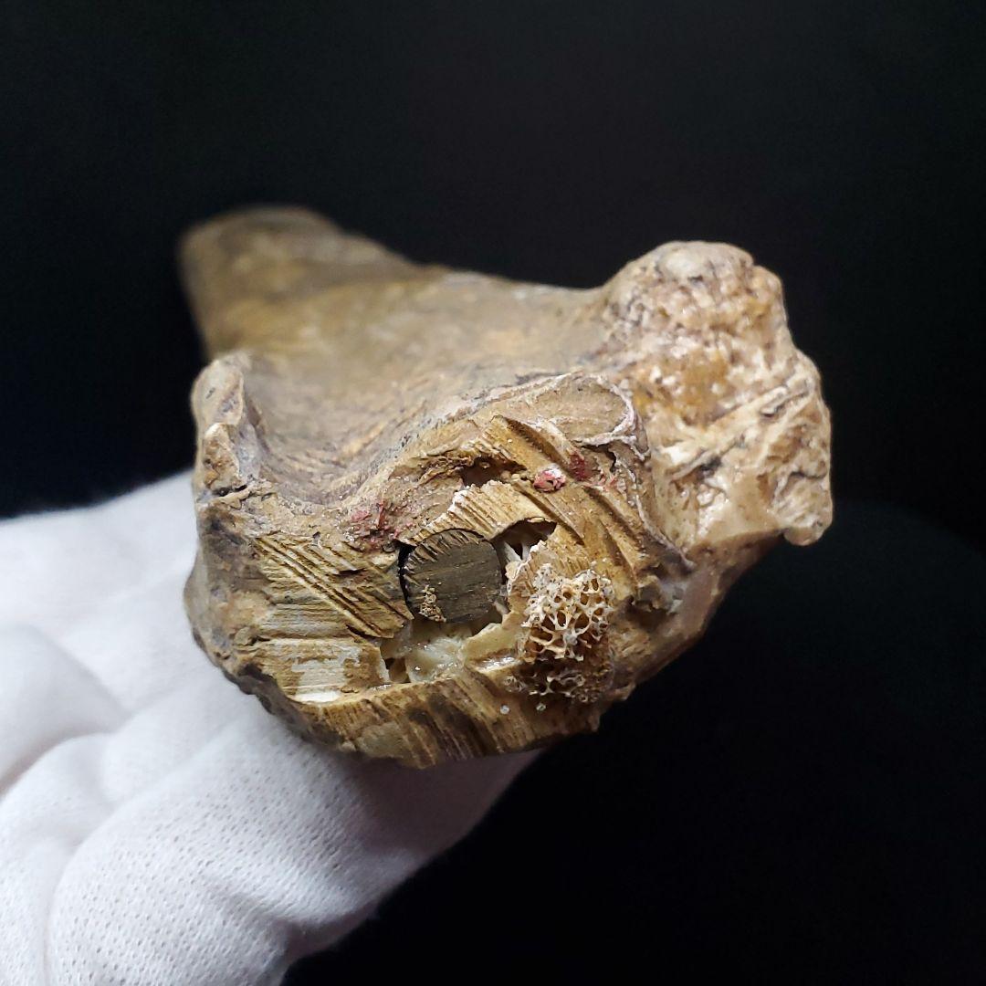 希少 アンハングエラ 化石 中手骨 恐竜 本物 146.81mm fr72