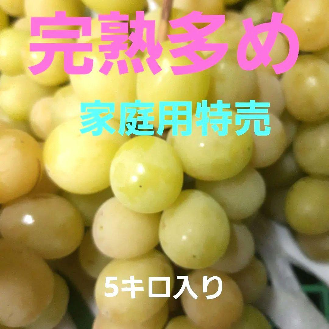 完熟多めの、シャインマスカット家庭用訳有り品