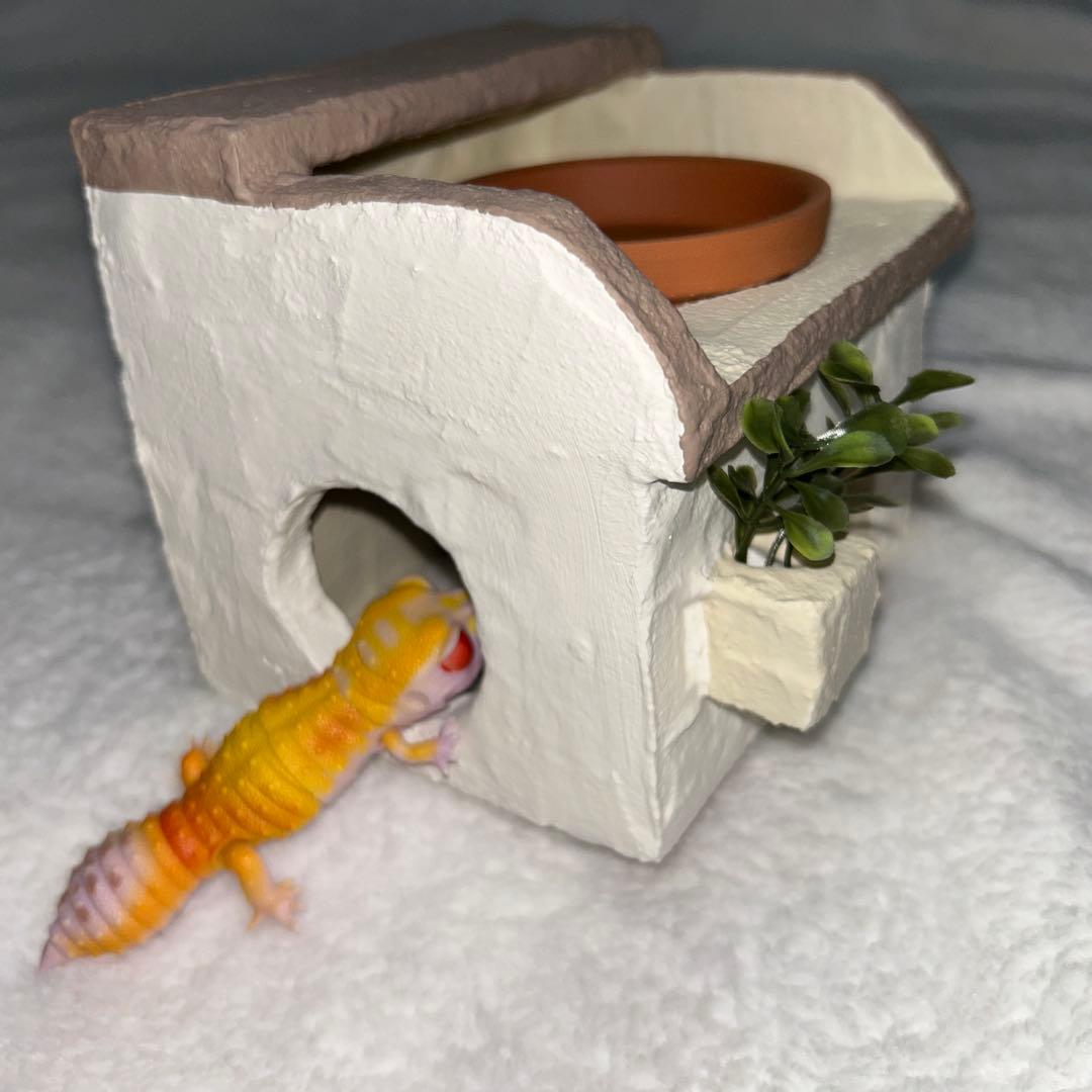 爬虫類 ウェットシェルター 29