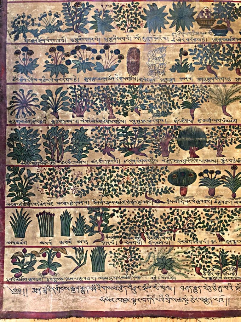 ④ 中国美術 希少 古玩 薬草 一覧表 麻生地 手彩色