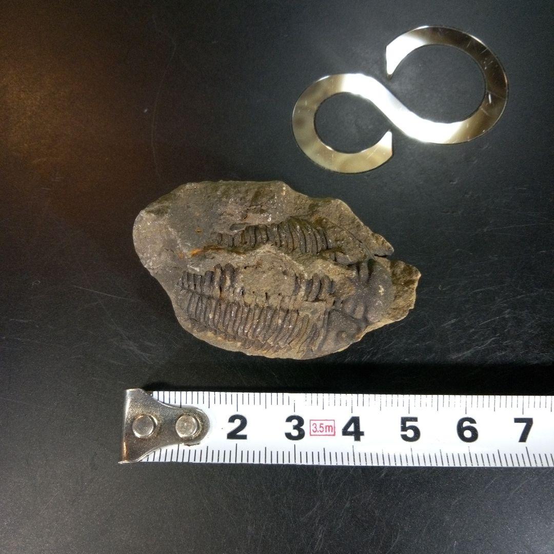 三葉虫　化石　fossil　ボリビア産　trilobite　ノジュール判別①