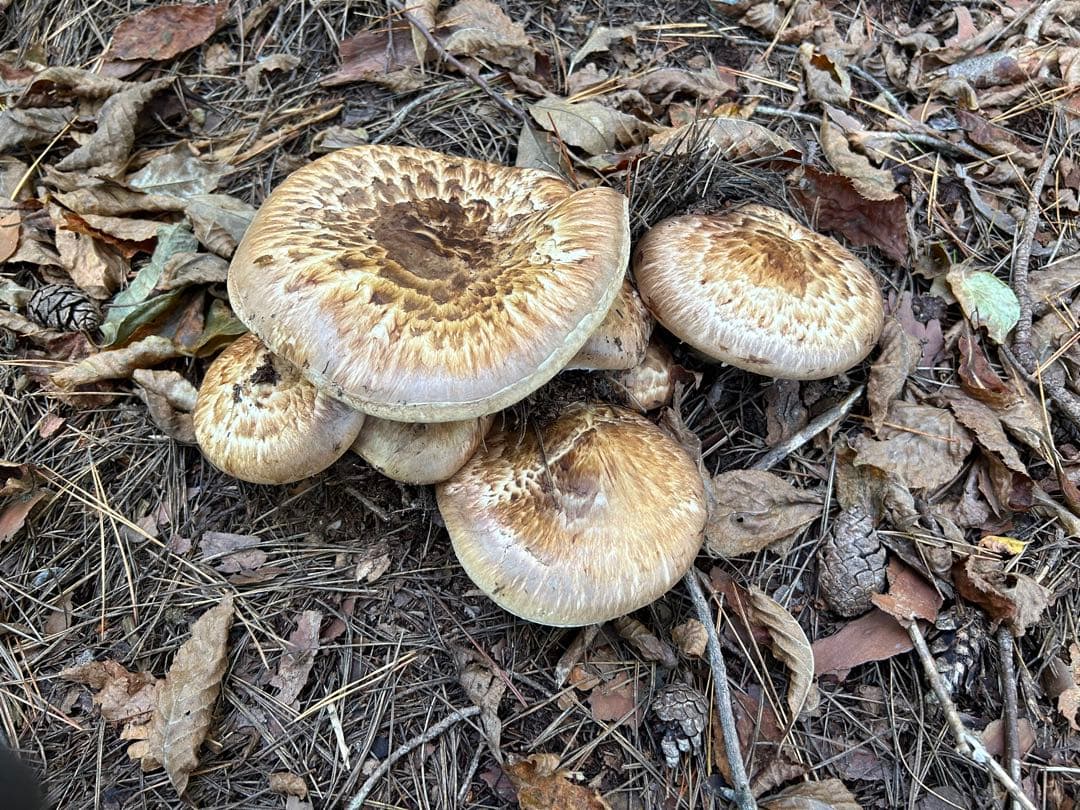☆信州産松茸☆松茸ご飯等に☆冷凍松茸☆約190グラム☆まつたけ☆国産松茸☆