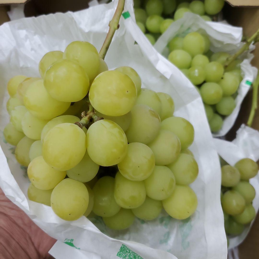 5️⃣ 山梨県産 シャインマスカット７房入り 箱込み5.6キロ