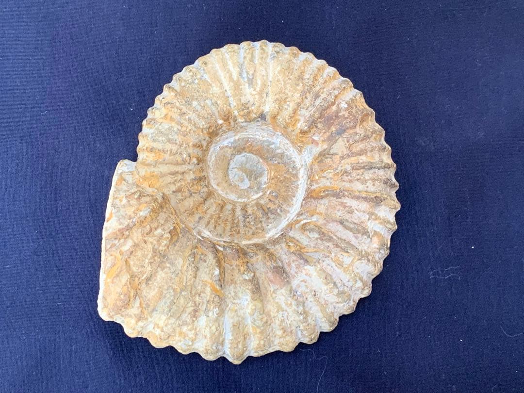 アンモナイト化石　モロッコ産　美品