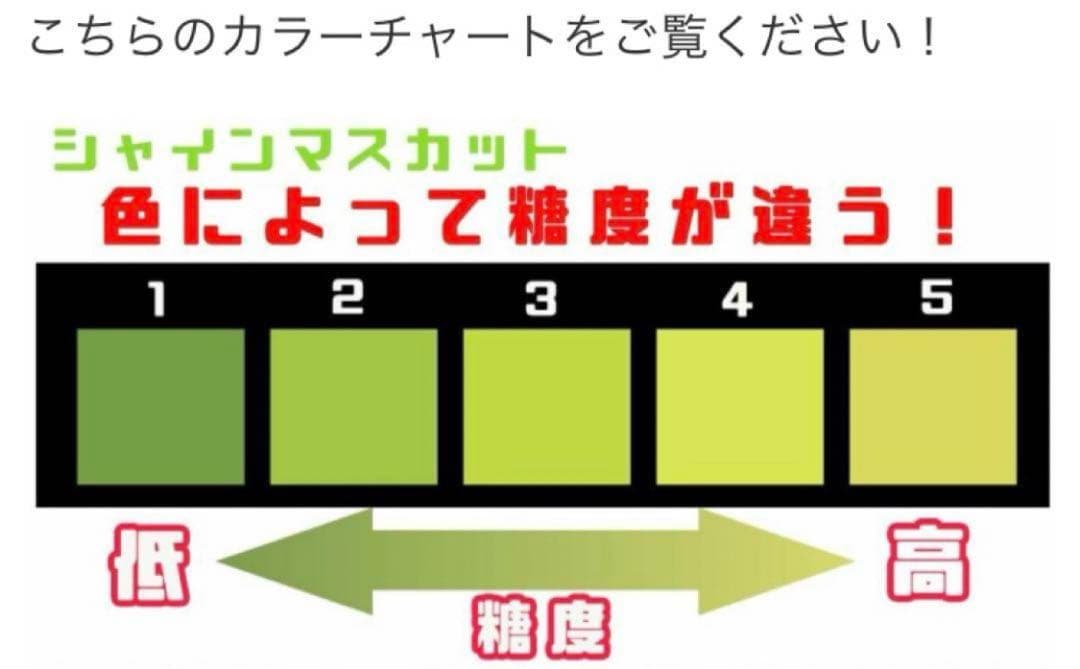 大粒シャインマスカット（房）減農薬4房 29日発送