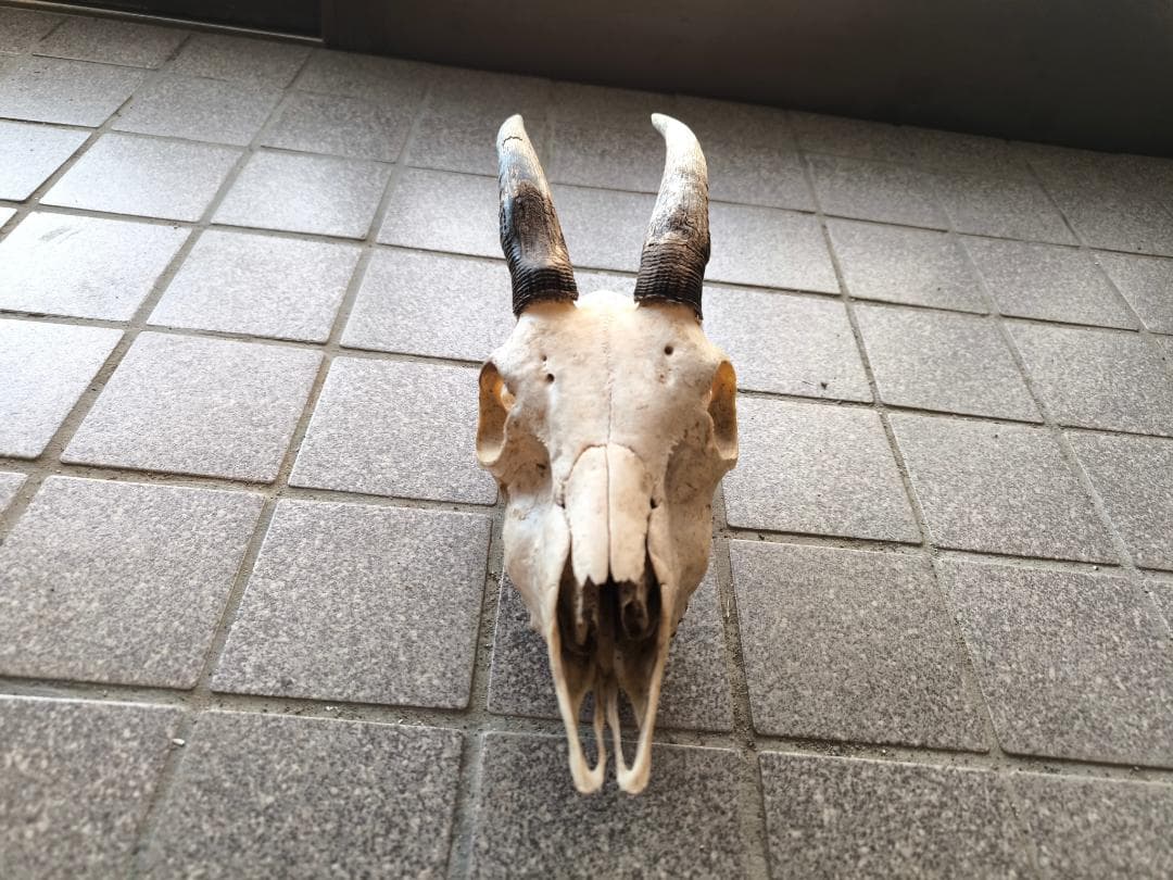 カモシカの頭蓋骨