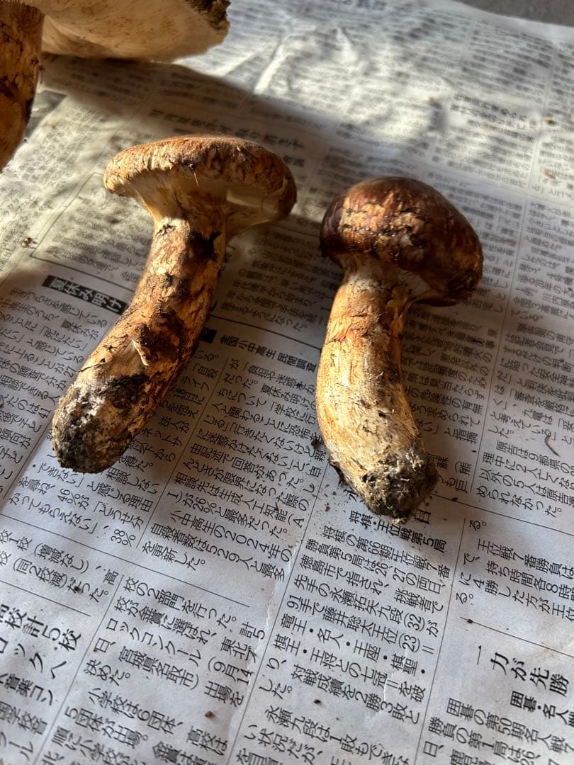 【シーズンラスト】岩手県産松茸　蕾　開き320g