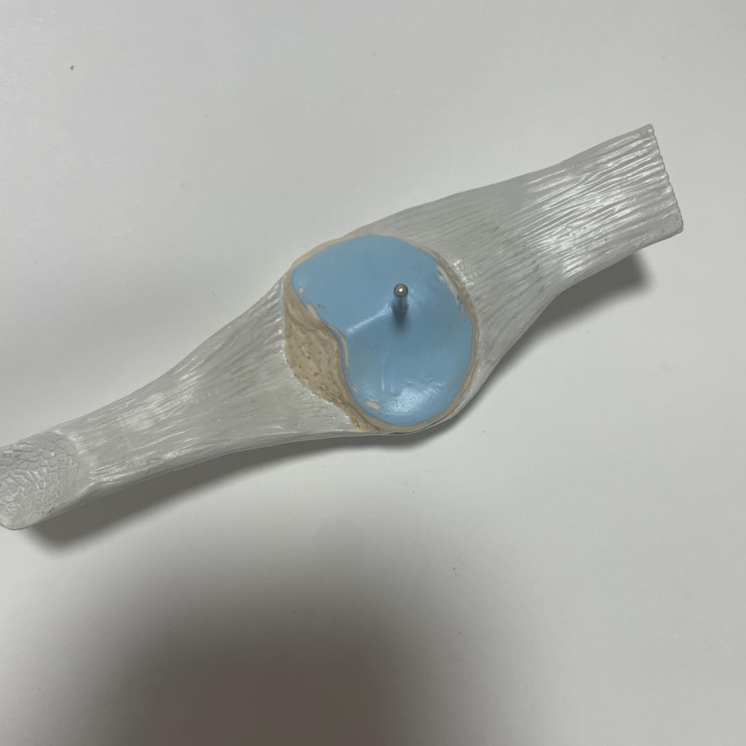 膝関節模型 3B 膝関節断面モデル