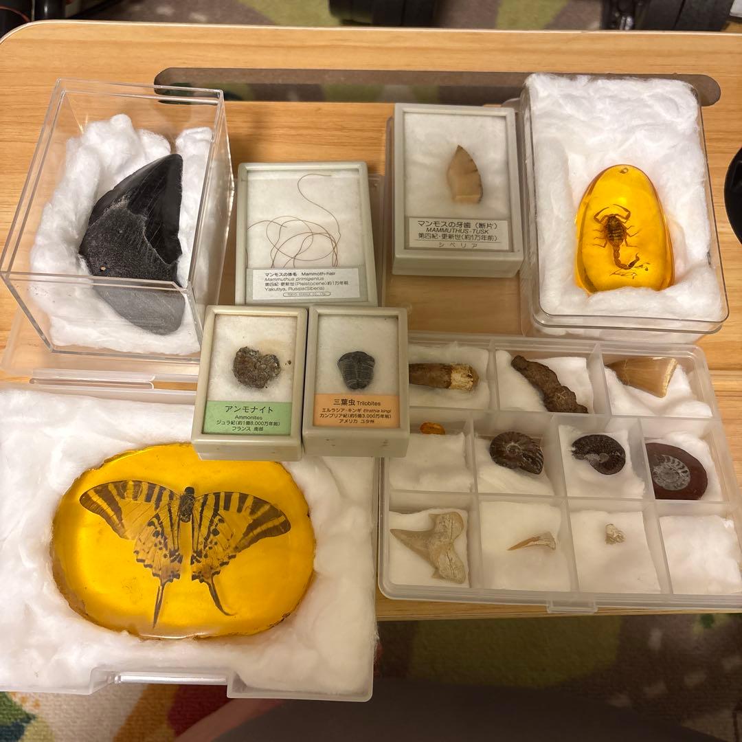 アンモナイト化石標本セット