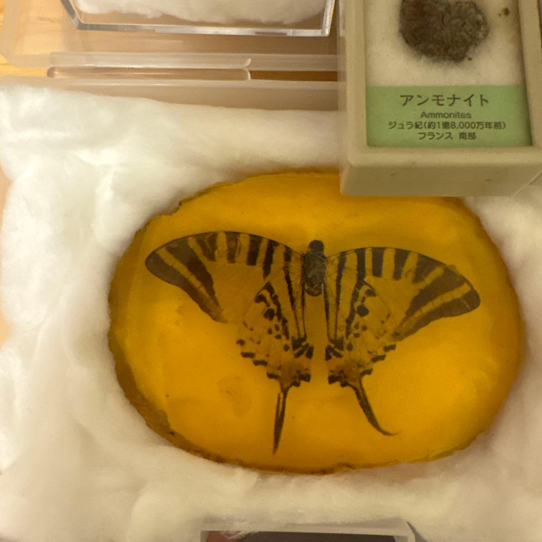 アンモナイト化石標本セット