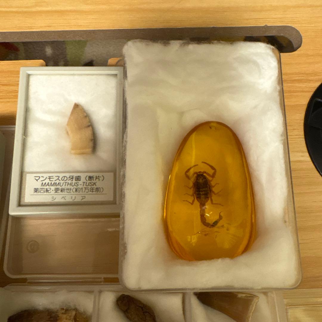 アンモナイト化石標本セット