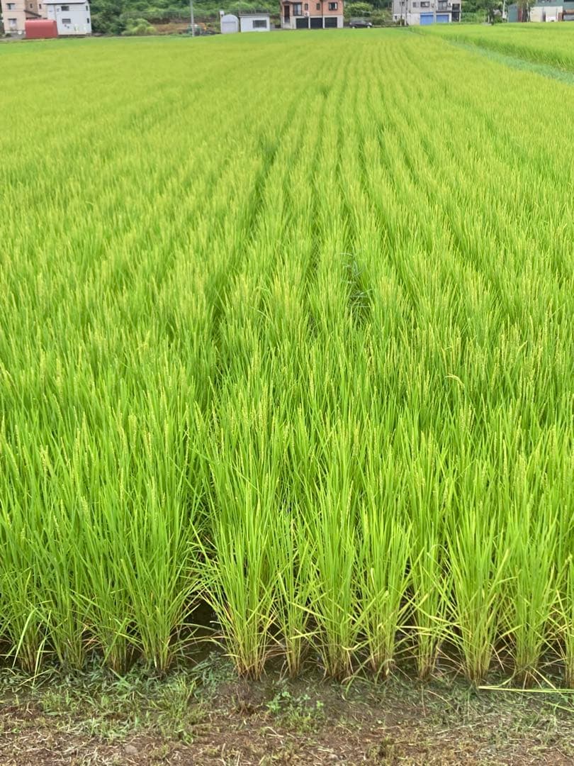 令和7年産魚沼コシヒカリ玄米30kg