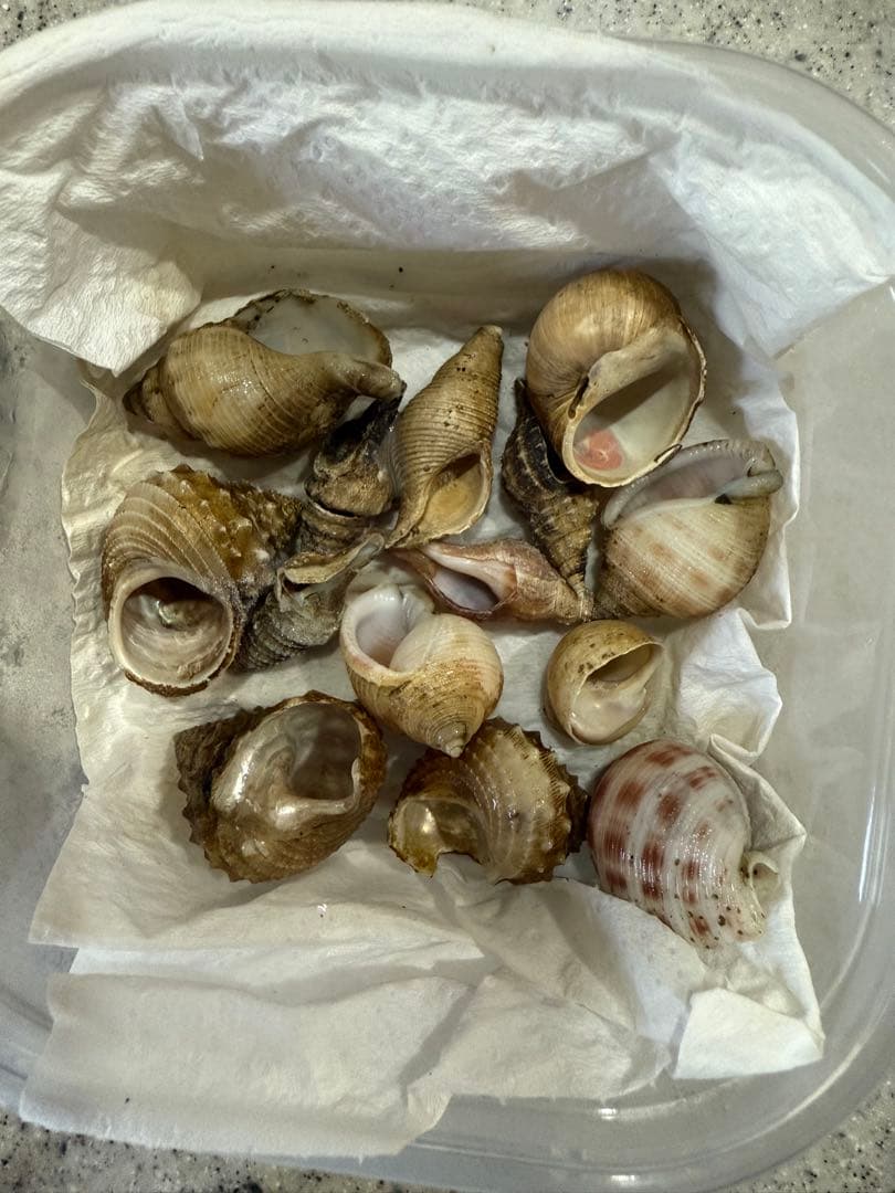 貝　まとめ売り