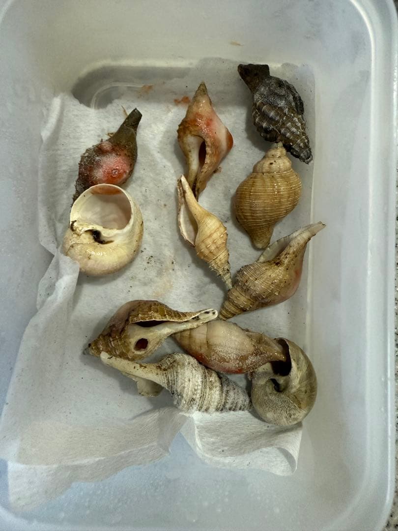 貝　まとめ売り