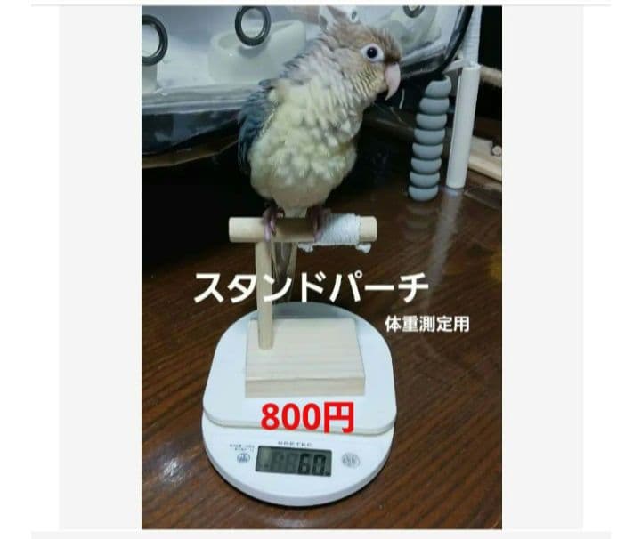 インコ　フォージングトイ　輪投げセット　バルサ　スタンドパーチ　バードトイ
