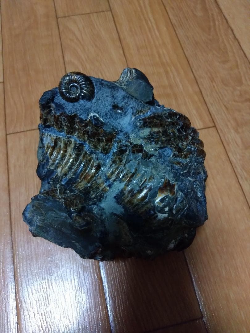 アンモナイト 黄鉄鉱 パイライト ロシア産