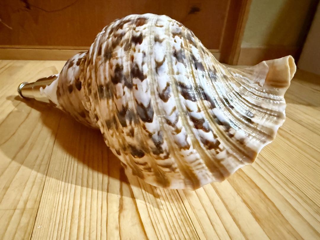 修験道法螺貝　山伏　密教　熊よけ　魔除け❣️ホラガイ　ほら貝