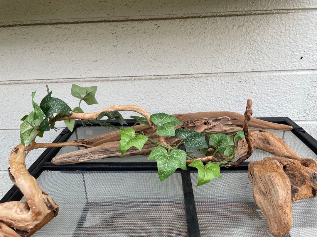 グラステラリュームGEX 60✖️30飼育ケージ 流木・植物付き