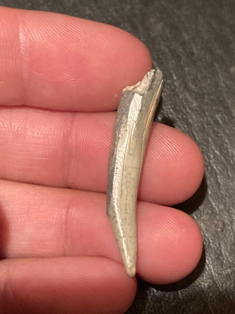 ニジェールサウルス　歯　神レア　化石