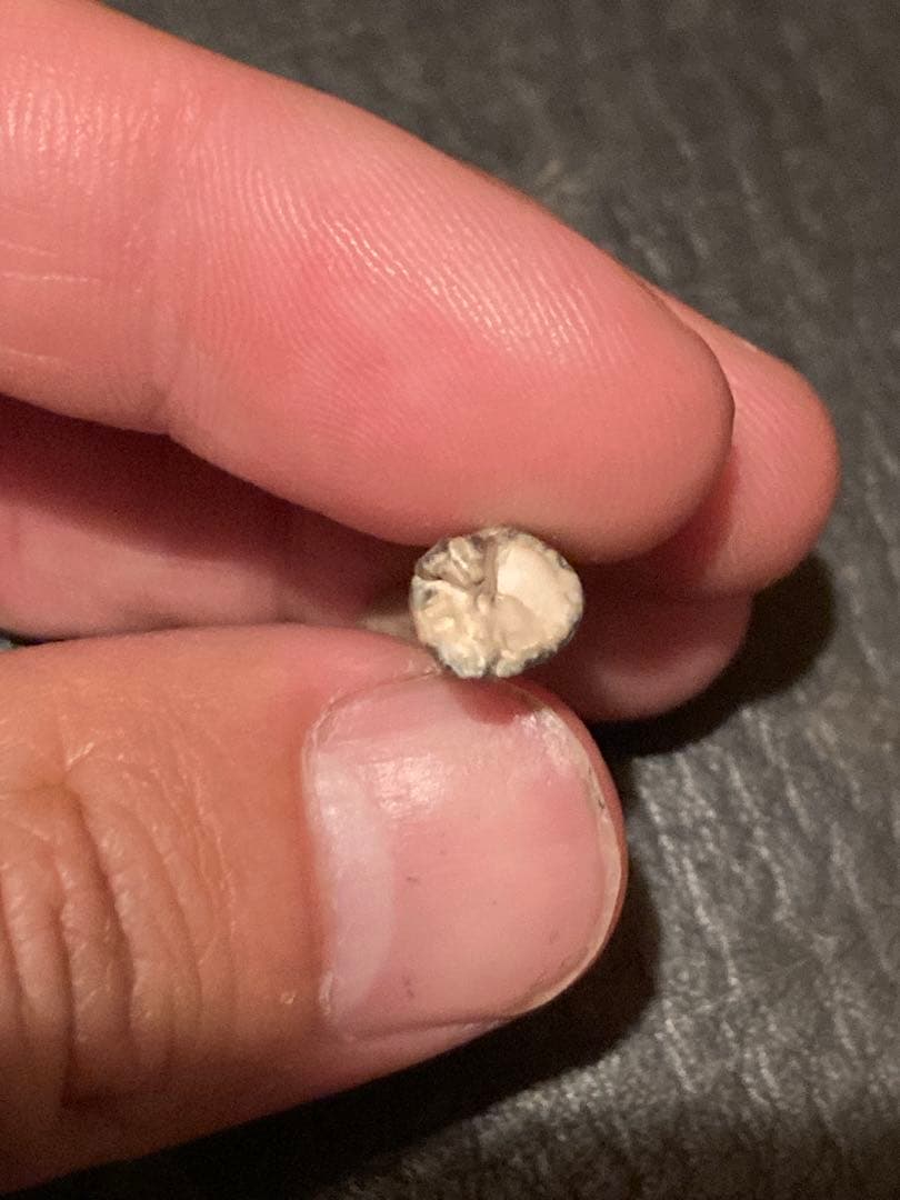 ニジェールサウルス　歯　神レア　化石