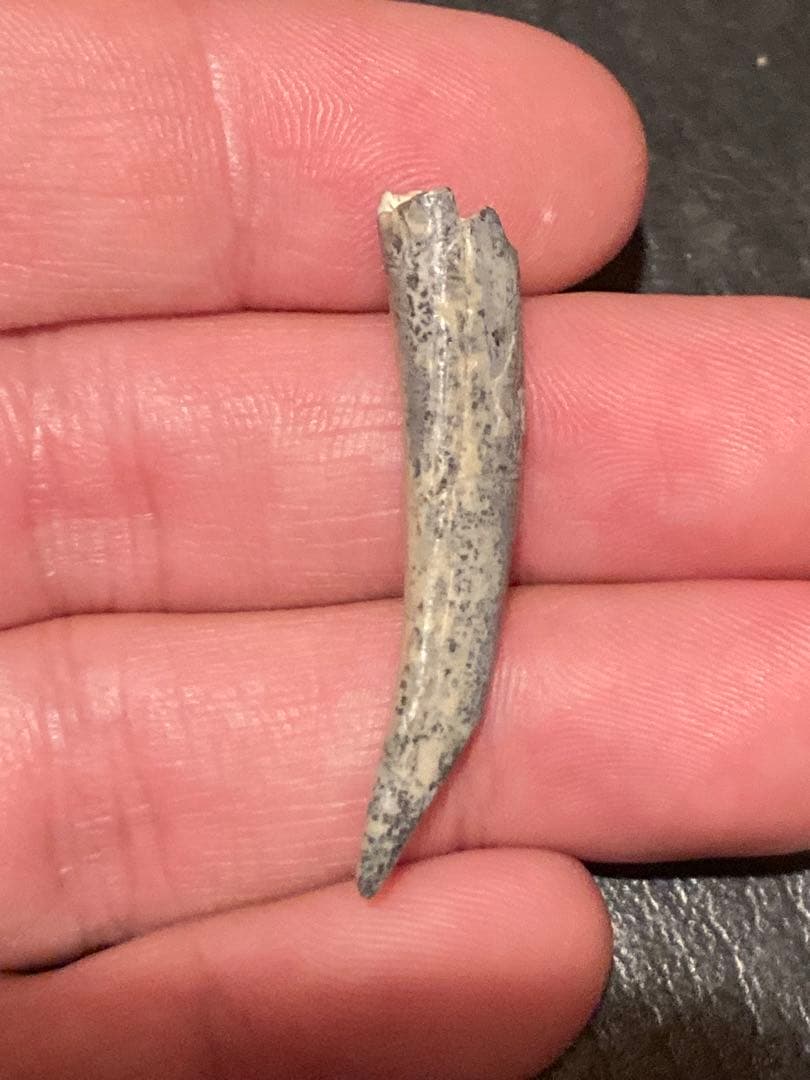 ニジェールサウルス　歯　神レア　化石