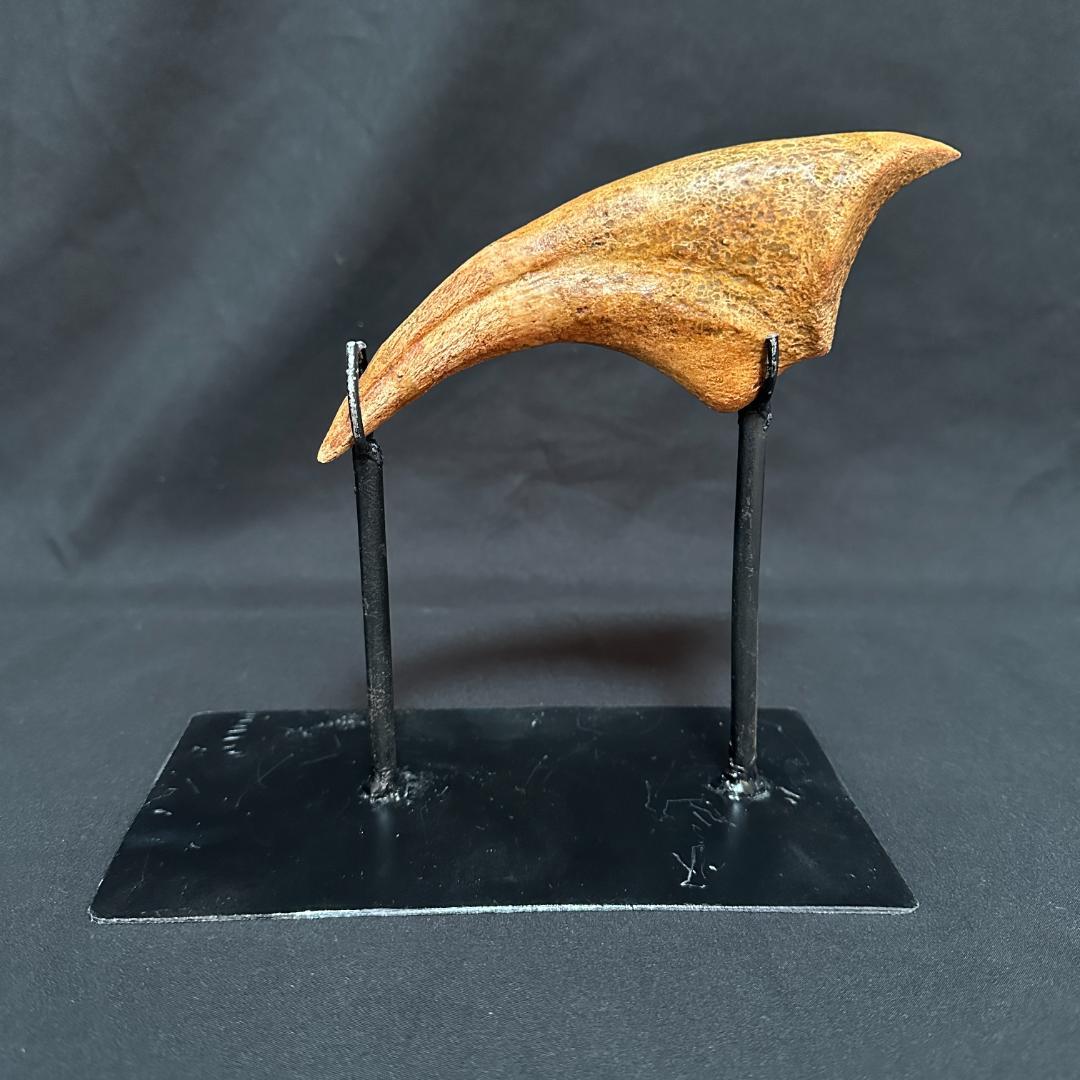 スピノサウルス ハンドクロウ かぎ爪 化石標本 肉食恐竜 獣脚類 1433