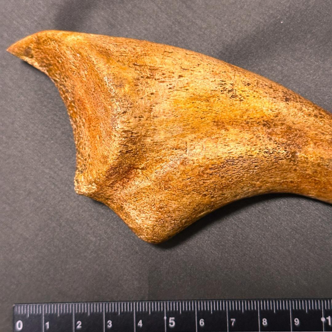 スピノサウルス ハンドクロウ かぎ爪 化石標本 肉食恐竜 獣脚類 1433