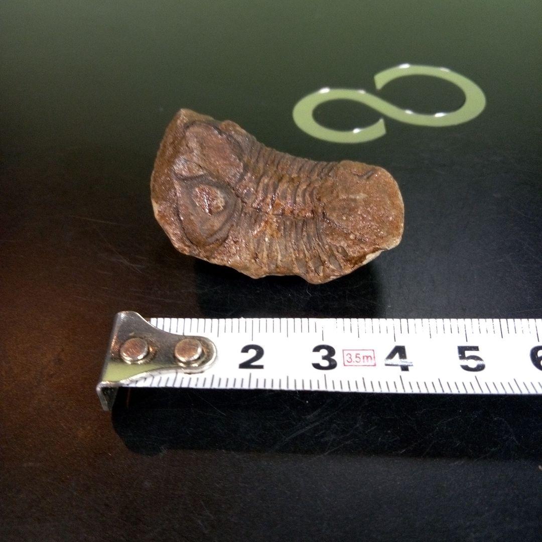 三葉虫　化石　fossil　ボリビア産　trilobite　ノジュール判別⑨