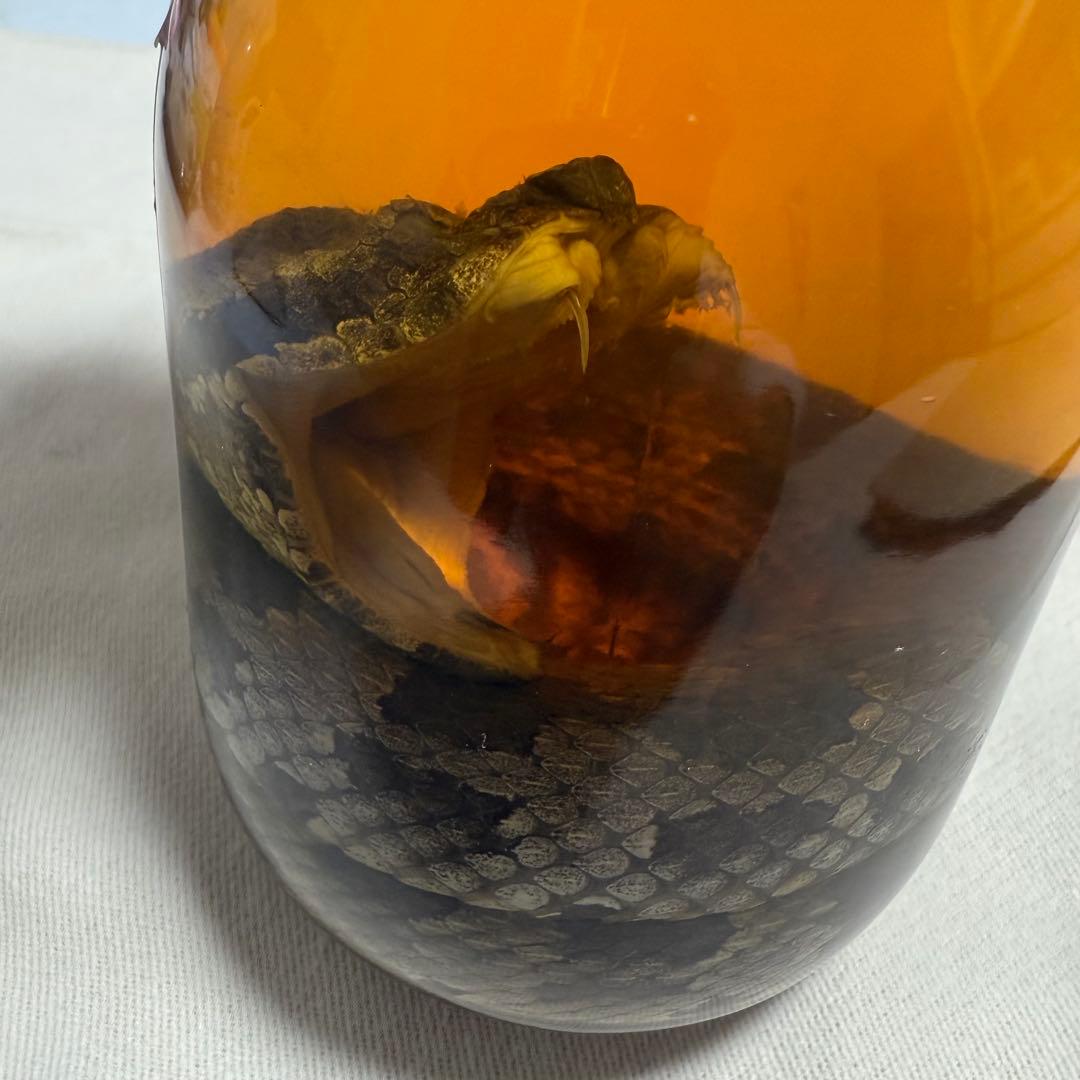 【新品、未開封】KAPITAL 琉球滋養酒 ハブ酒