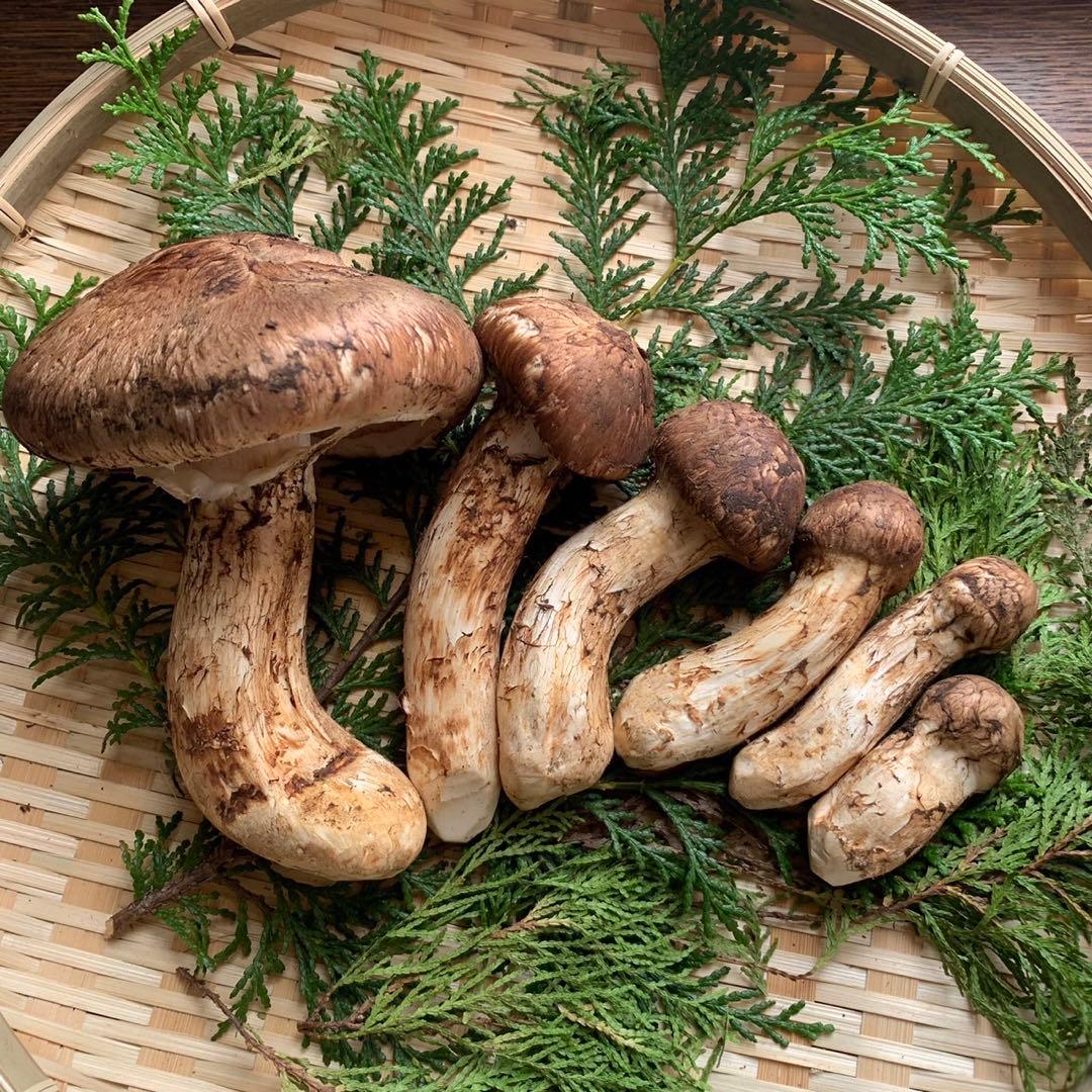 【岩手県産天然松茸】100g×3袋　松茸ご飯土瓶蒸し用　300g こちらでラスト