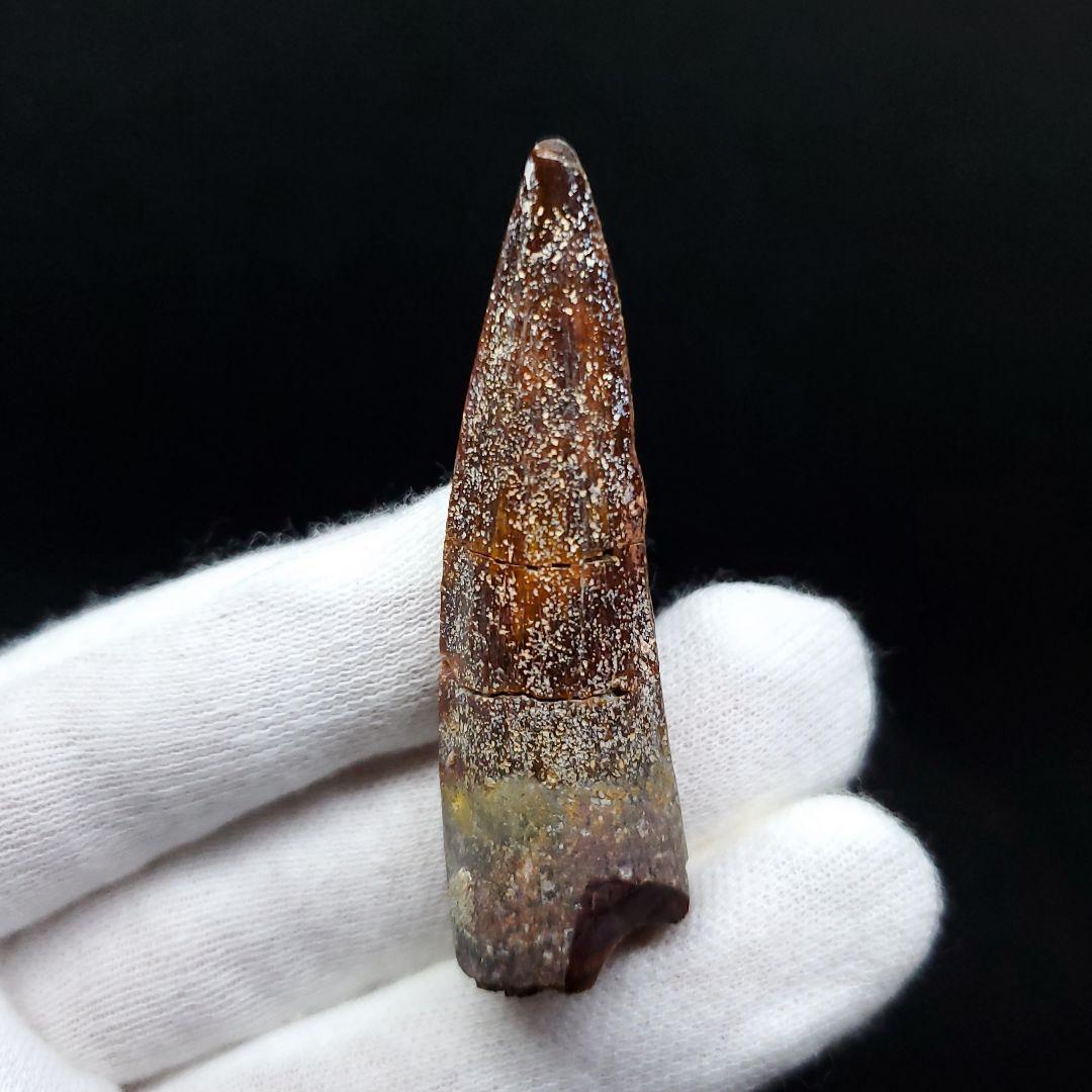 恐竜】スピノサウルス 本物 モロッコ産 54.68mm ケース付き sp401