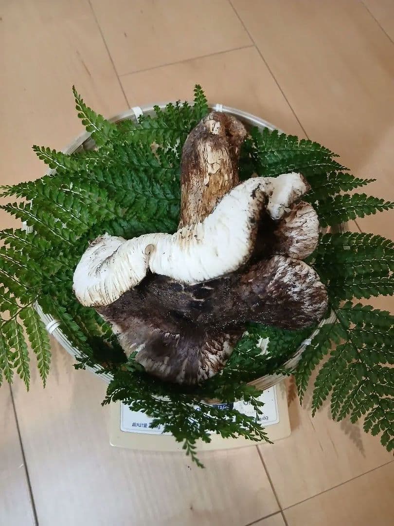 山形県産 松茸 国産 マツタケ まつたけ 松茸専門販売採取その16