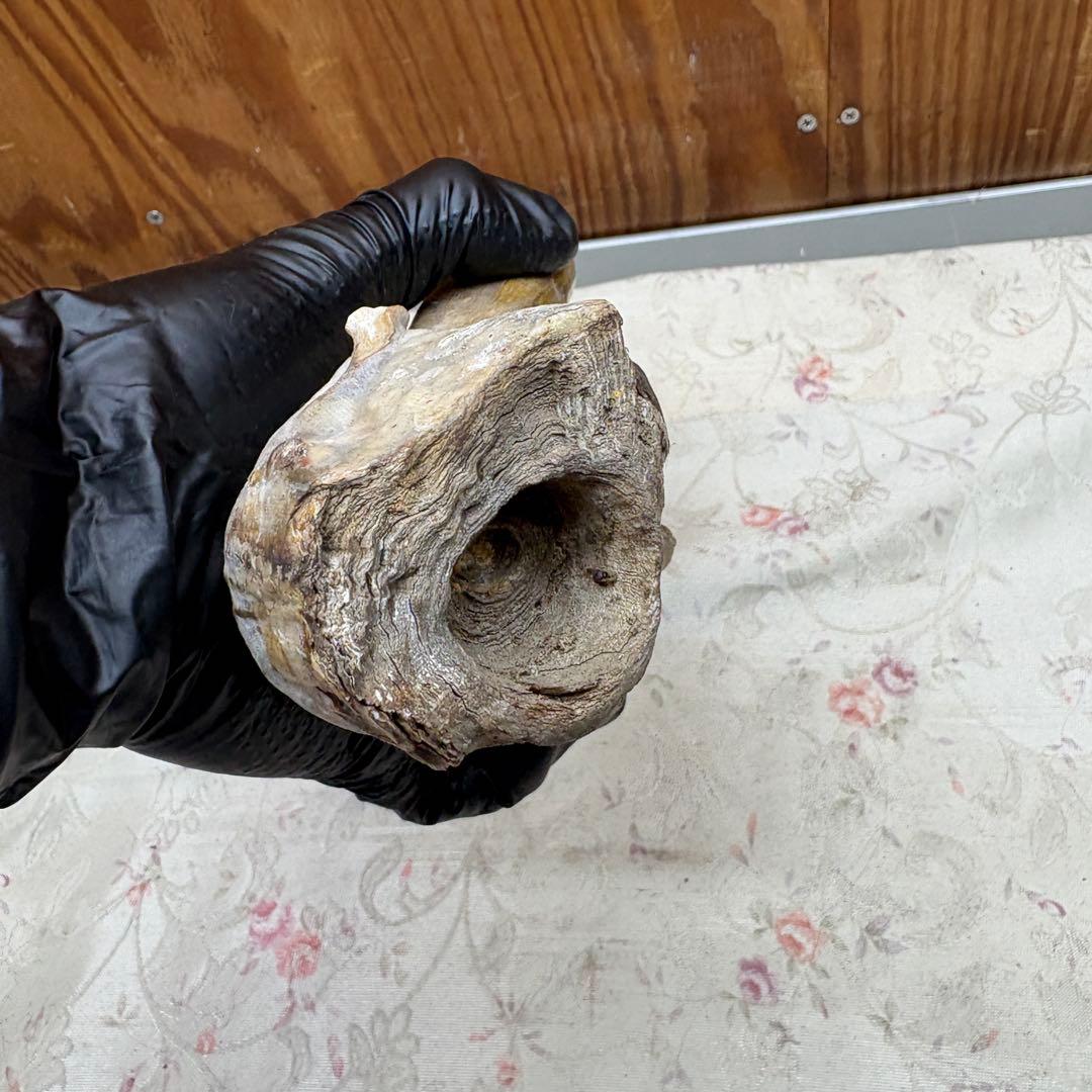 海松　深海松　レインボーコーラル　置物　素材　原木