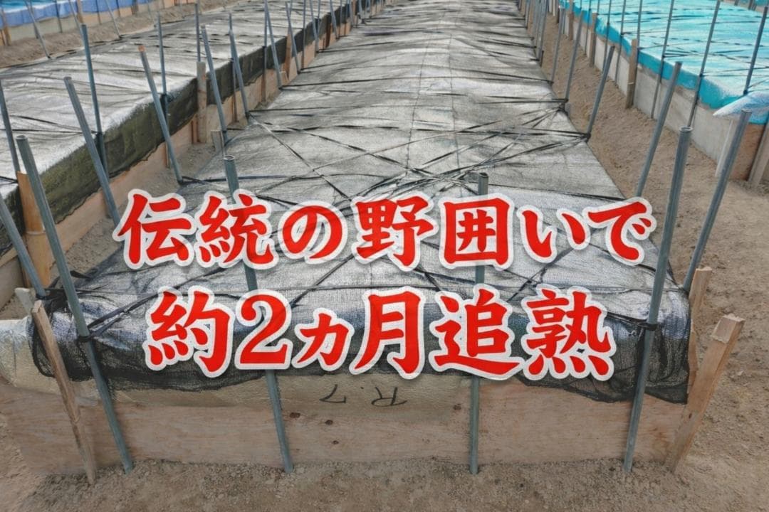 【御予約品】となみバチ　土佐文旦　約20kg　2Lサイズ