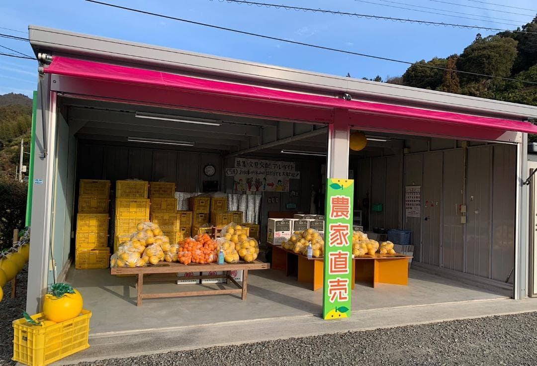 【御予約品】となみバチ　土佐文旦　約20kg　2Lサイズ