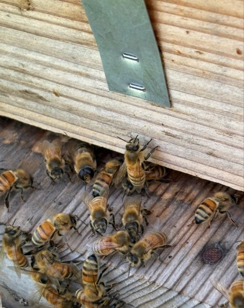 長野県長野市若穂保科で採れたはちみつ 1200g 2本 No.54 結晶化値下げ