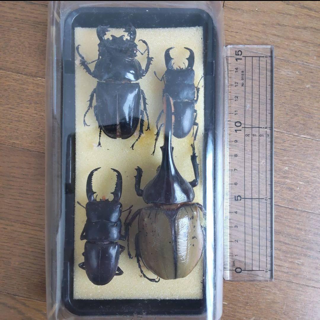 カーニバル　約40匹カブトクワガタ本物標本まとめ売り