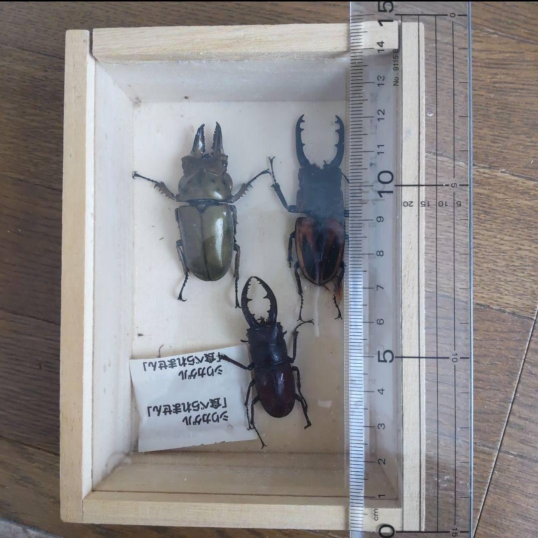 カーニバル　約40匹カブトクワガタ本物標本まとめ売り