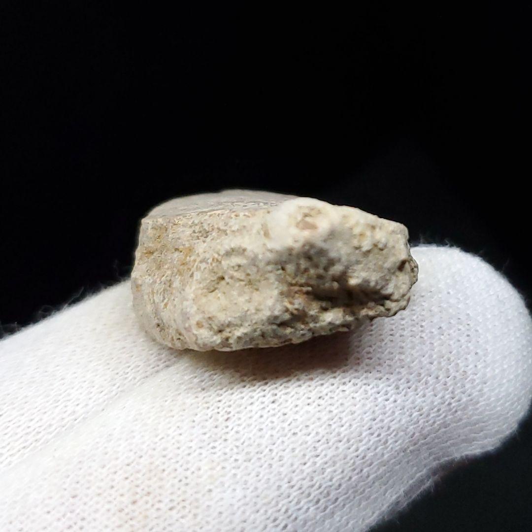 ティラノサウルス 化石 骨 本物 アメリカ産 37mm ケース付き  tb123