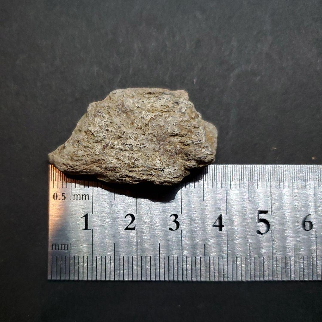 ティラノサウルス 化石 骨 本物 アメリカ産 37mm ケース付き  tb123