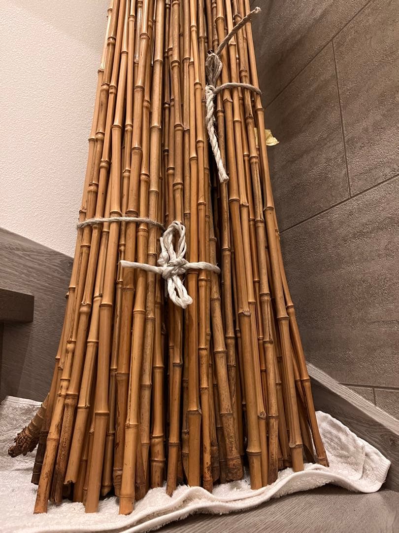 ヘチ釣り　黒鯛　和竿布袋竹　胴元選別中