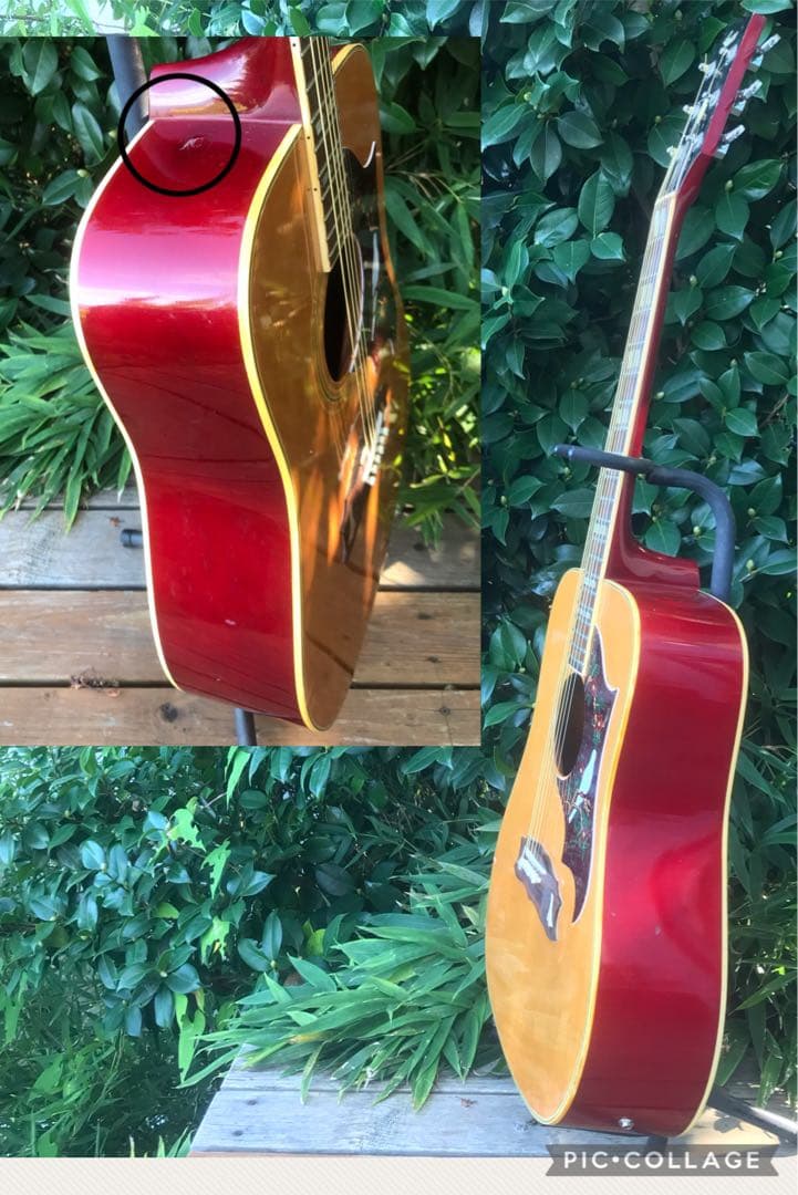 greco 303 DOVE グレコ フジゲン