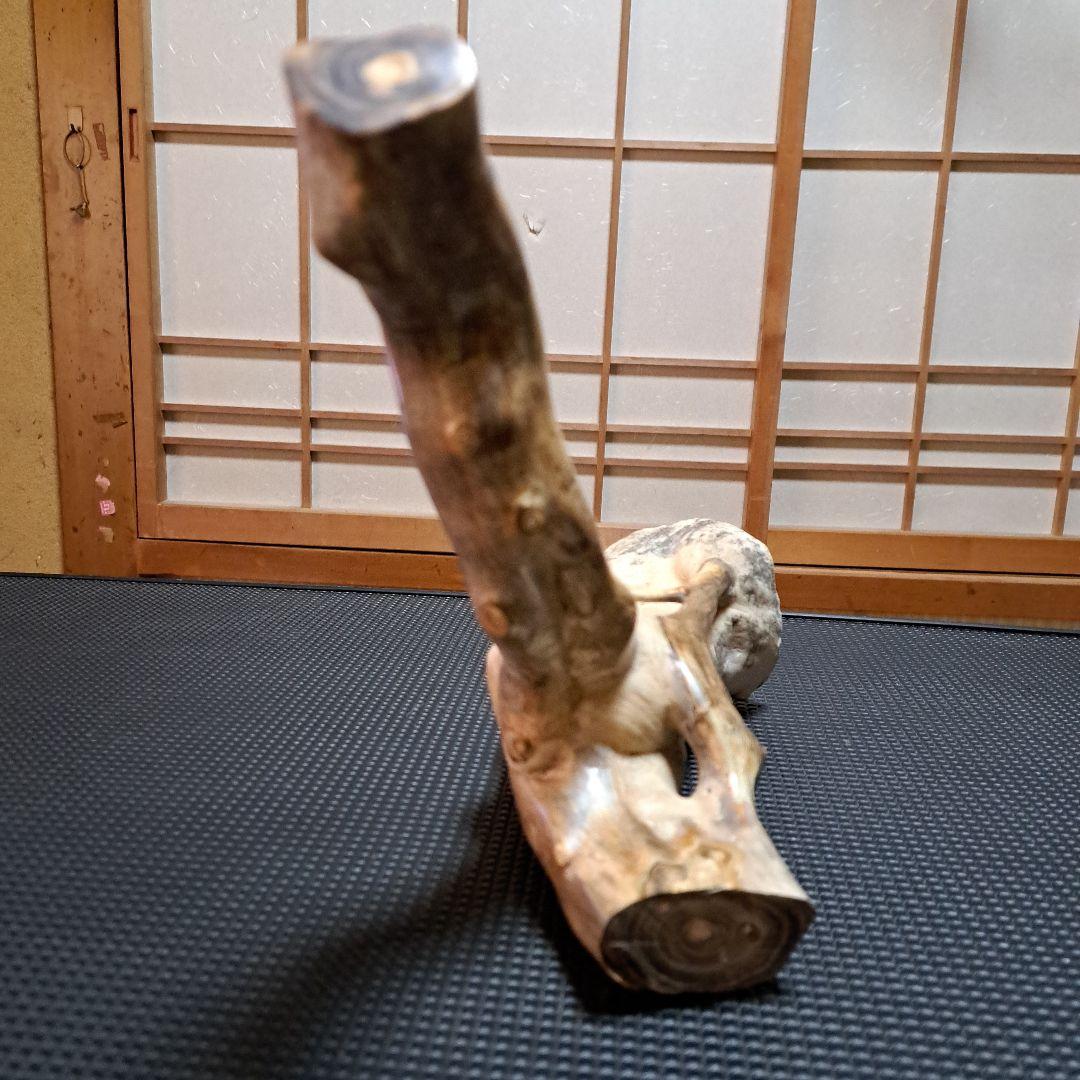 【極上】深海松レインボーコーラル 2.2㎏ 根付け原木(太23cm/細10cm)