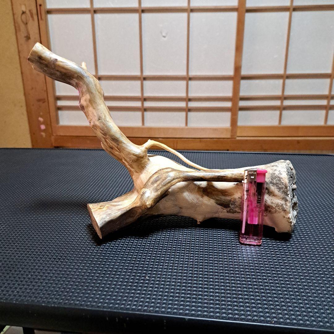 【極上】深海松レインボーコーラル 2.2㎏ 根付け原木(太23cm/細10cm)