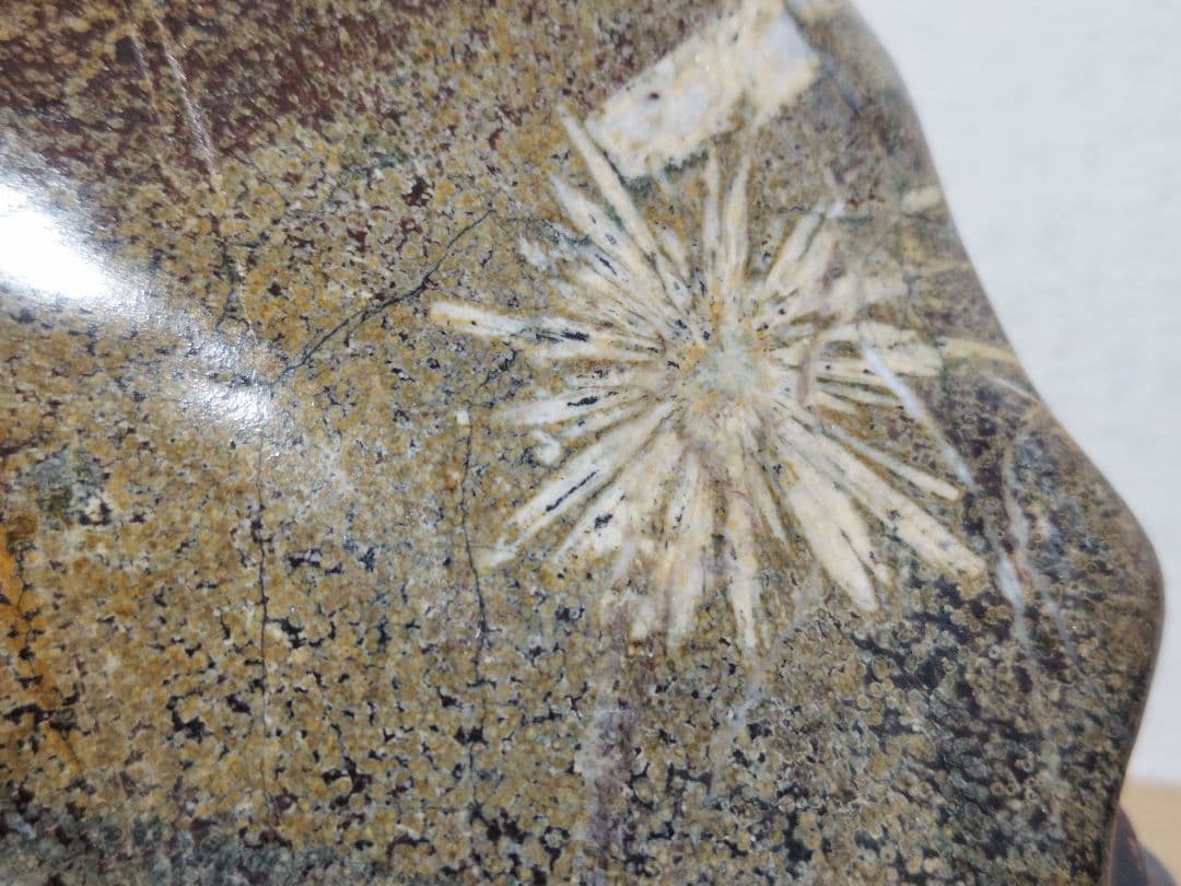 菊花石 24kg 菊紋石 花紋石 紋石 原石 鑑賞石 自然石 誕生石 鉱物 水石