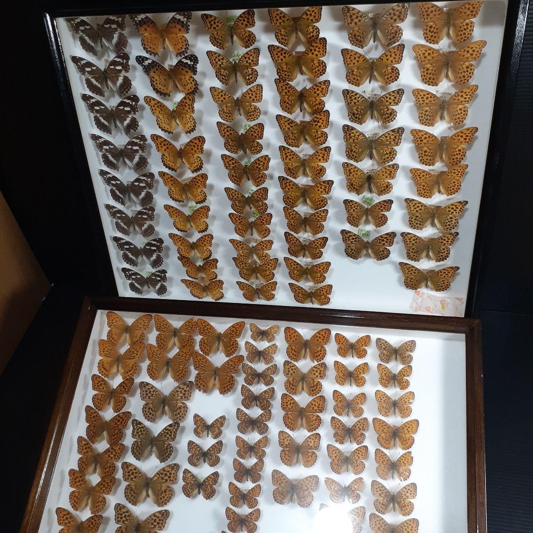 蝶標本　ヒョウモンチョウ類　12種114頭。大型ドイツ標本箱２箱入りセット