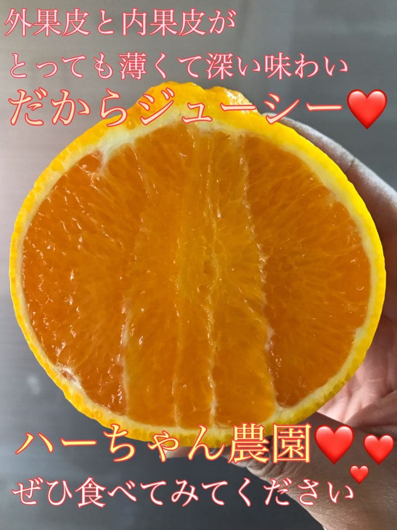 木成り完熟不知火(デコポン)農家直送♡10kg