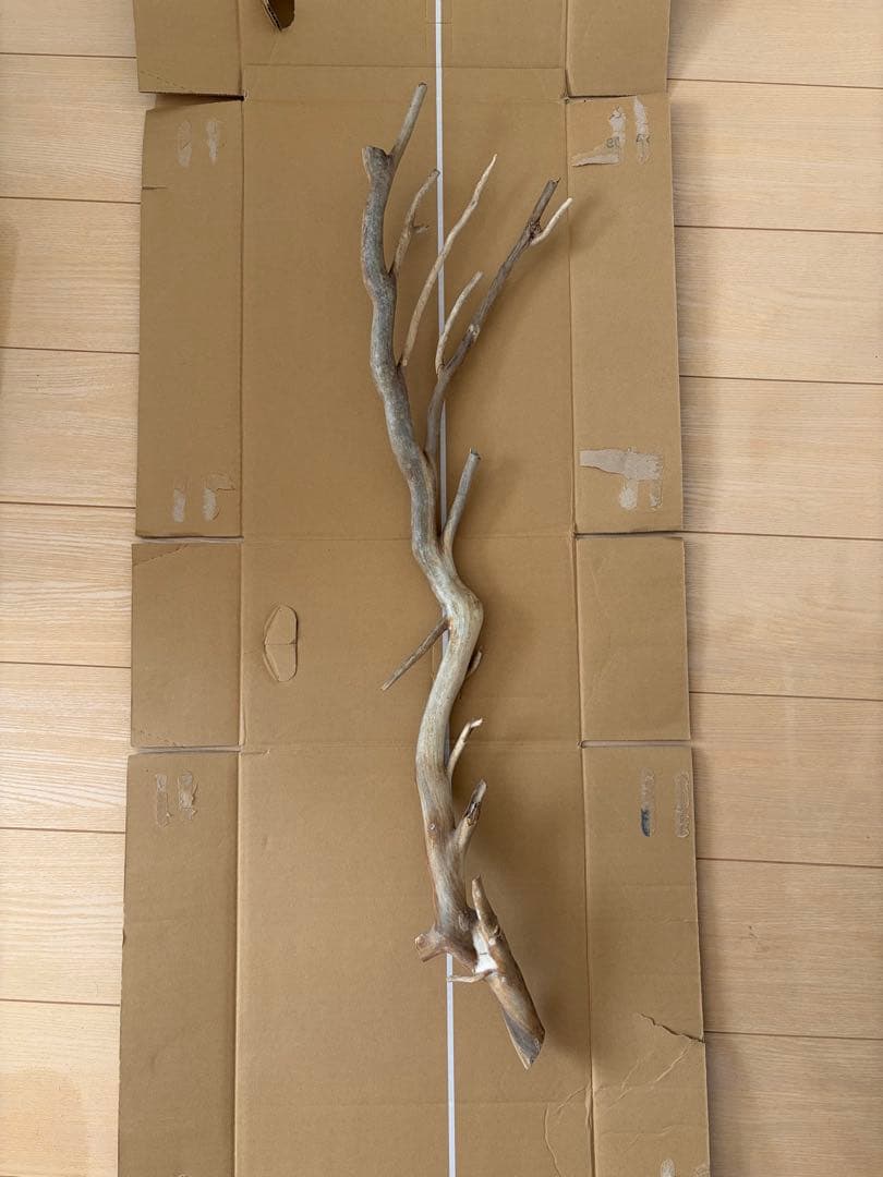 珊瑚　深海松 レインボーコーラル 原木